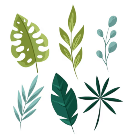 clipart:5oesxuispmg= leaf